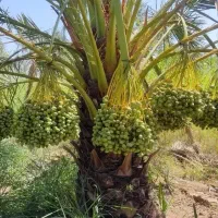 فروش باغ ویلا در ملاثانی