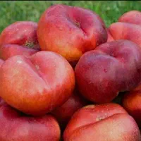 انواع نهال شلیل پیوندی