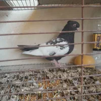 معاوضه یا فروش