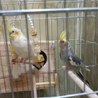 تعدادی طوطی برزیلی و عروس هلندی به فروش میرسد|پرنده|نورآباد ممسنی, |دیوار