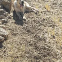 سگ سرابی ماده