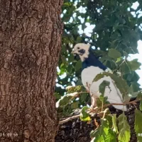 کبوتر طوقی|پرنده|کوهمره, |دیوار