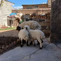 میش دوقلوزا.جوان.بره ها بزرگ شیرمست وکاه خور