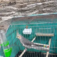 طوطی عروس هلندی با قفس|پرنده|بابل, |دیوار