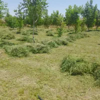 فروش یونجه خشک .چین دوم .بافه