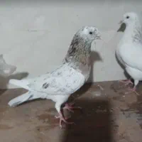 یک جفت کبوتر نروماده