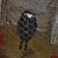 گوسفند نر|حیوانات مزرعه|فاضل آباد, |دیوار