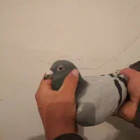 کبوتر پلاکی  مسافتی عراق|پرنده|سنندج, |دیوار