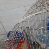 یک جفت فنچ بلبلی