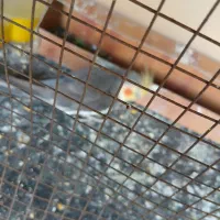 عروس هلندی|پرنده|بندر گناوه, |دیوار