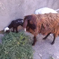 گوسفند کاور تقلی