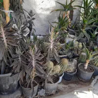 ۴۰ تا کاکتوس و ساکولنت همه باهم
