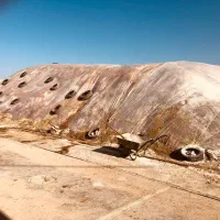 ذرت علوفه پر دانه