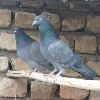 نروماده سبز پرشی