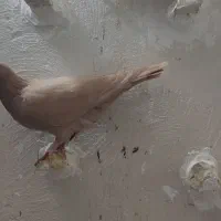 کفتر کرمونی زرد نر به شرط مفت