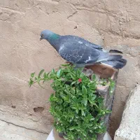 کبوتر پولکی