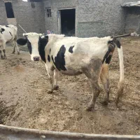 گاو فروشی|حیوانات مزرعه|شهر ری, علایین|دیوار