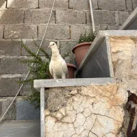 کبوتر پاپری ماده