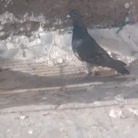 کفتر|پرنده|تربت‌حیدریه, آغوی|دیوار