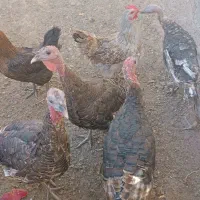 بوقلمون برنز|حیوانات مزرعه|ساوه, |دیوار