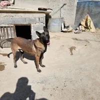 مالینویز نر اماده جفت گیری