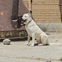 سگ آلابای خالص