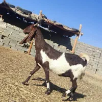 بز گلابی کاموری پنجاب پاکستانی