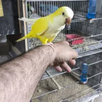 راهب.ملنگو.گرینچیک.کوتوله