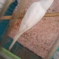 مرغ عشق