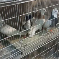 طوقی|پرنده|کرج, اصفهانیها|دیوار