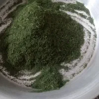 شوید تازه تازه