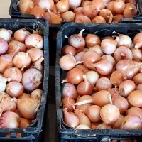 پیاز محلی|خوردنی و آشامیدنی|آبدان, |دیوار