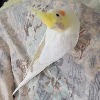 عروس هلندی سخنگو|پرنده|پردیس, فاز ۸|دیوار