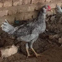حیوانات مزرعه