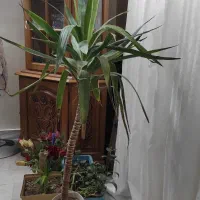 گیاه آپارتمانی