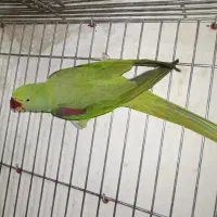 شاه طوطی ماده آماده