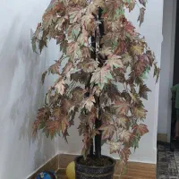 درخچه پاییز