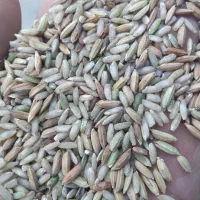 چلتوک عنبربوبرای فروش موجود