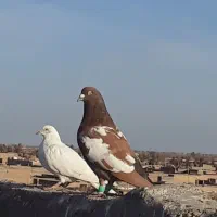 ۵ عدد کبوتر نر المانی و شتری و پلنگ سیاه