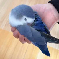 طوطی کوتوله برزیلی فوق دستی