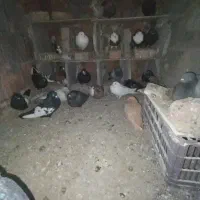 کفتر