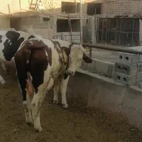 گاو