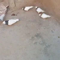 چند عدد کبوتر خوب و سالم