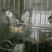 عروس هلندی|پرنده|سنندج, |دیوار