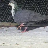 ۴ عددنرب ضمانت|پرنده|چابهار, |دیوار