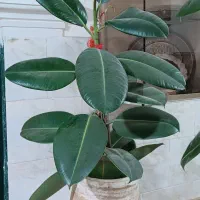 بنفشه آفریقایی،فیکوس،کاکتوس|گل و گیاه طبیعی|ملایر, |دیوار