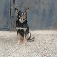 سگ گرگی|سگ|شاندیز, |دیوار