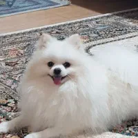 پامرانین نر برای جفت گیری