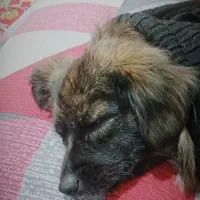 گمشده در خیابان حافظ کوچه بهداشت