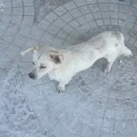 واگذاری رایگان اسپیدز روباهی